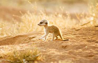 La familia suricata