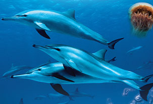 Ganá un viaje a Mundo Marino, con Océanos
