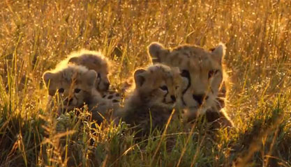 Felinos de África