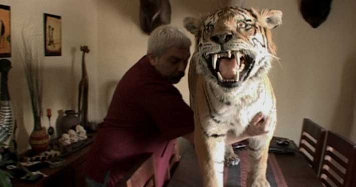 Un tigre arriba de la mesa