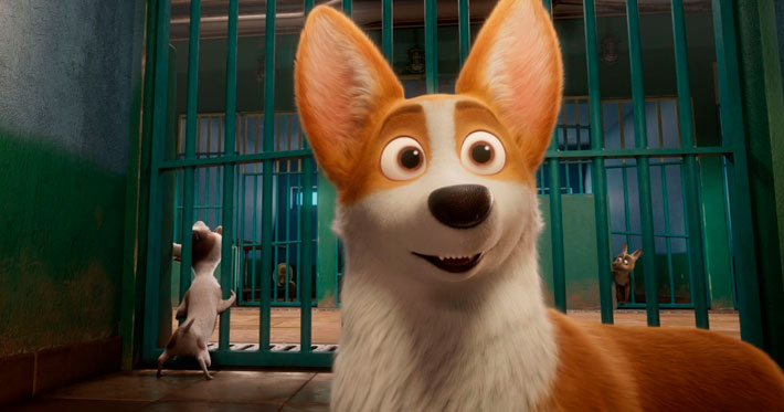 Corgi: de príncipe a callejero