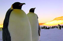 La marcha de los pingüinos