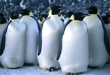 La marcha de los pingüinos