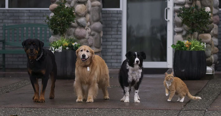 Como perros y gatos 3