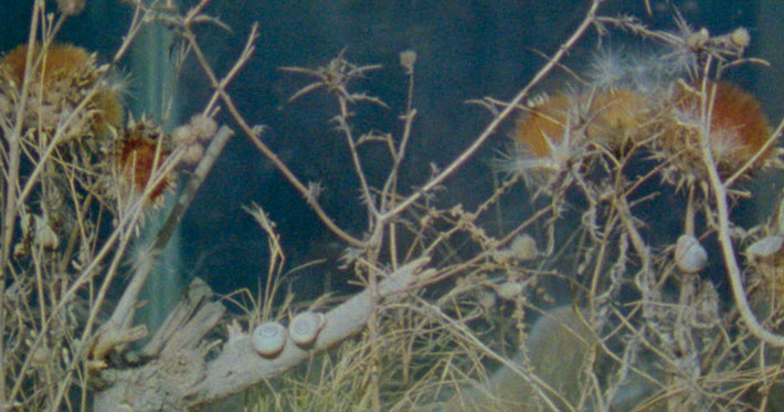 Herbaria