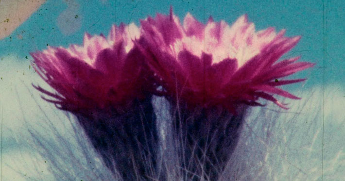 Herbaria