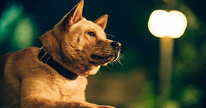 Hachiko 2: Siempre a tu lado