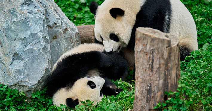 MOON: Mi amigo el panda