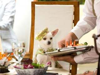 Una chihuahua de Beverly Hills