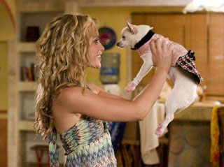 Una chihuahua de Beverly Hills